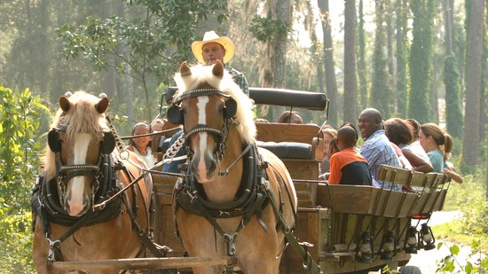 Passeios de carroça