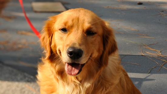 Acomodações que recebem cachorros
